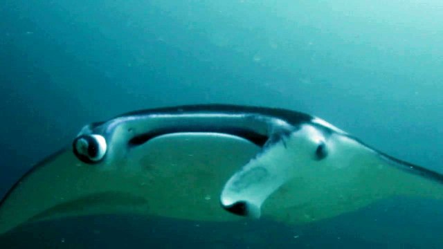 Raies manta aux Maldives 2010