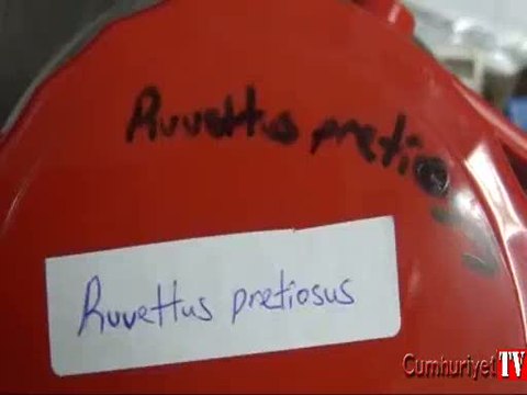 Daha önce hiç görülmedi: Zehirli okyanus balığı