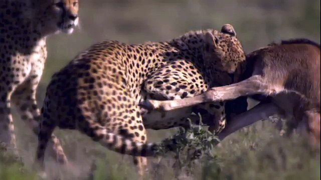 DDB Paris pour National Geographic - chaîne de télévision, «Reality vs Fiction, Rien n'est aussi fort que la réalité.» - mai 2013 - gnou