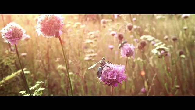 DDB Paris pour Greenpeace - protection de l'environnement, «New bees» - avril 2014