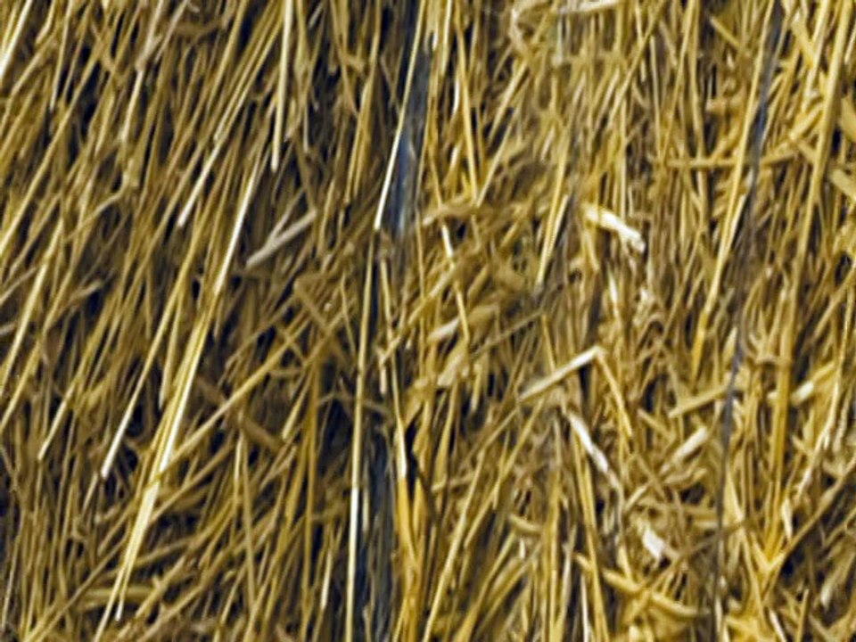 FNSEA - métiers de l'agriculture - février 2009 - "L'agriculture, des métiers à la mode", paille