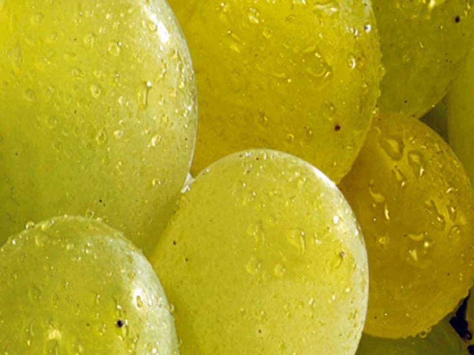 FNSEA - métiers de l'agriculture - février 2009 - "L'agriculture, des métiers à la mode", raisin