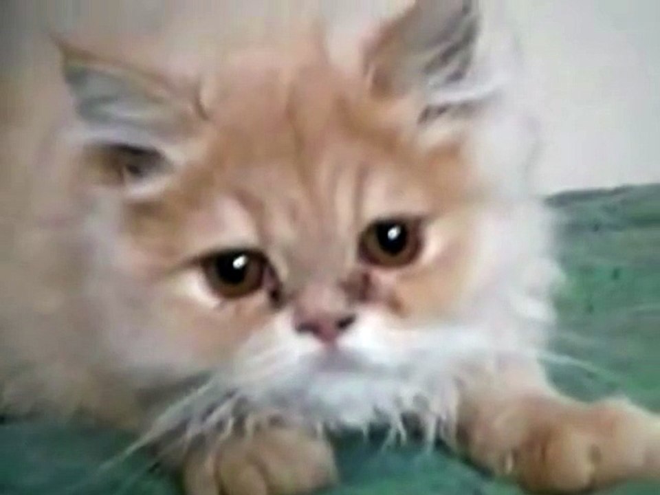 Europe Ecologie Les Verts - parti politique, "Service Avant Vote d'Eva Joly, Les chatons, www.EvaJoly2012.fr/vote" - décembre 2011