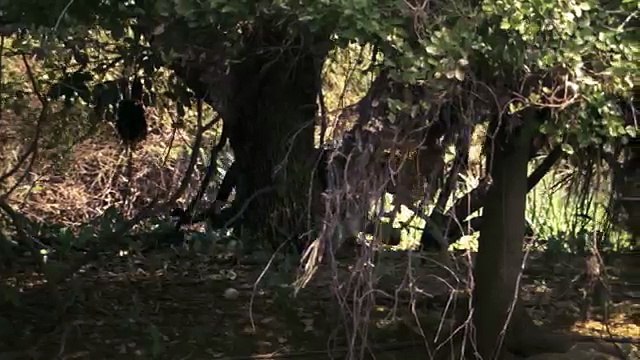 DDB Paris pour National Geographic - chaîne de télévision, «Reality vs Fiction, Rien n'est aussi fort que la réalité.» - mai 2013 - jungle