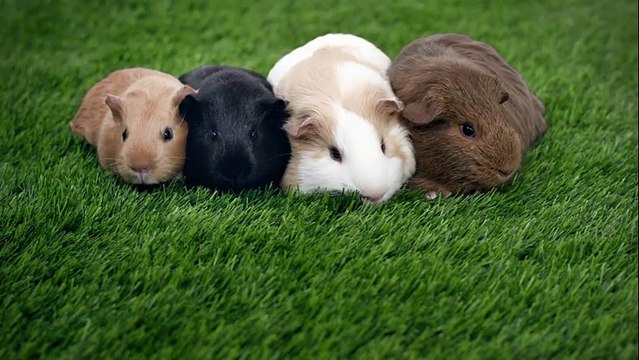 Dentsu Canada pour Testicular Cancer Canada - lutte contre le cancer des testicules, «Furballs» - novembre 2014