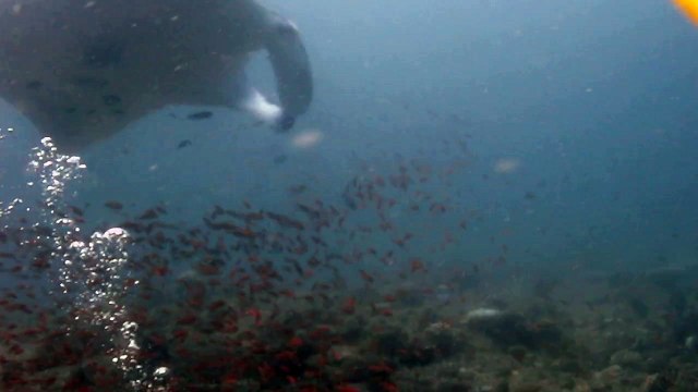 Raies manta aux Maldives coco palm 2010
