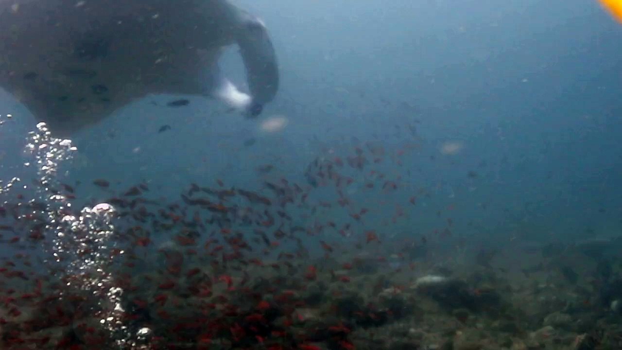 Raies manta aux Maldives  coco palm 2010