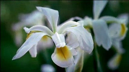 Jardiland - jardinerie - mars 2009 - "Bienvenue dans le monde végétal"