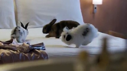 Ibis - hôtels, "Snuggling Bunnies" - juin 2013