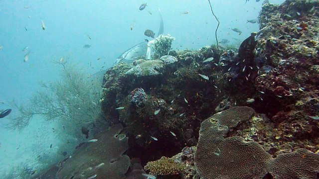 Raies manta aux Maldives coco palm 2010