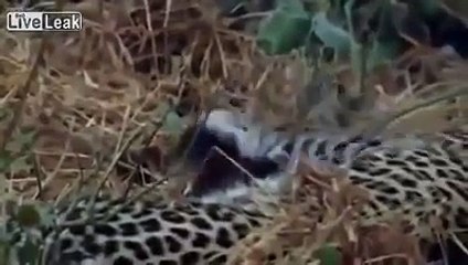 Leopard Kills Monkey  INCREDIBLE REACTION