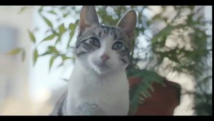 ING Direct - banque en ligne, "Améliorons la banque" - janvier 2013 - Le chat