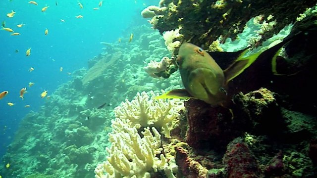 Fondation Maud Fontenoy - protection de l'environnement - septembre 2009 - Le Plasticum Indestructibilum