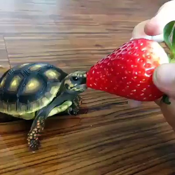 Animal videos