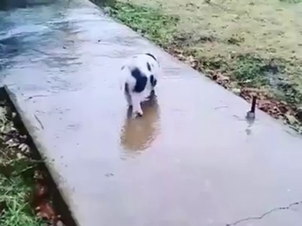 Funny Videos