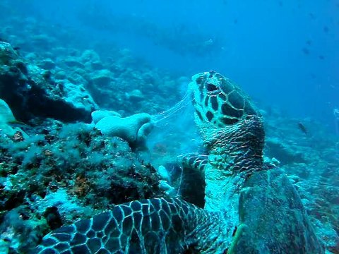 Tortue mange une éponge,maldives. coco palm 2010