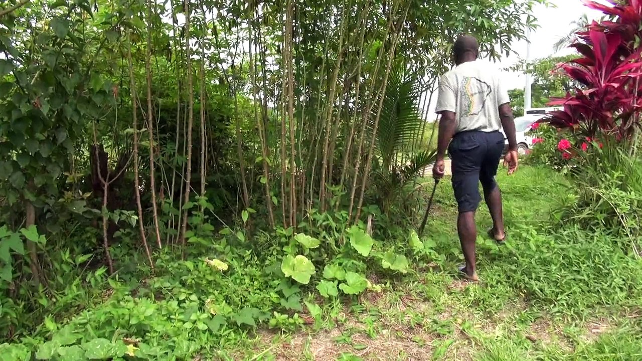 Manioc