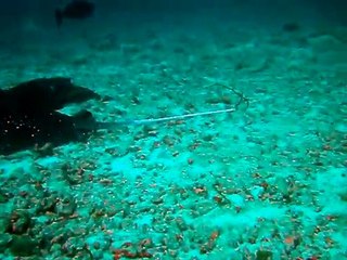 Raies pastenague. coco palm 2010