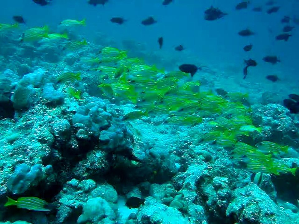 Vivanneau jaune,maldives. coco palm 2010