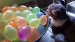 Kitten Quickly Learns He Doesn't Like Water Balloons