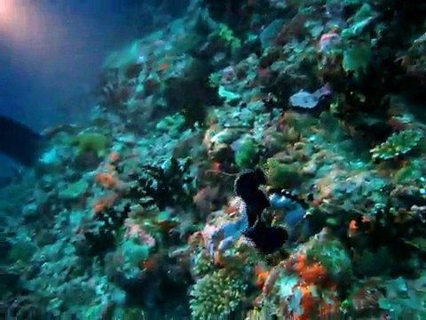 Ver plat,maldives. coco palm 2010