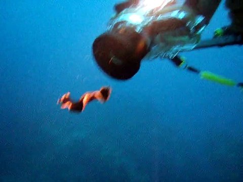 Ver plat,maldives. coco palm 2010