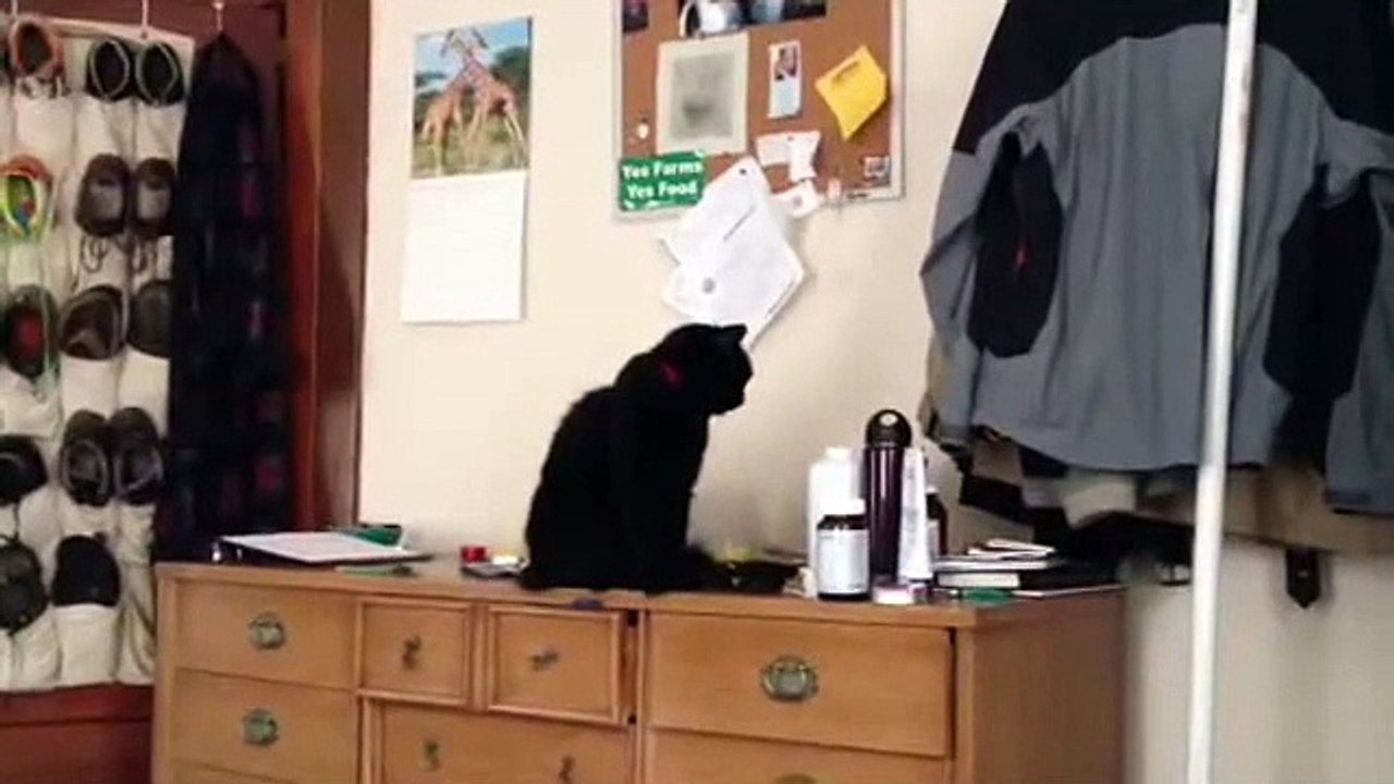 Spiteful Cat