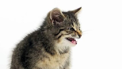 Les Chatons d'Or - festival de publicité, "Avant de rugir, il faut savoir miauler, www.leschatonsdor.wepulp.com" - avril 2013