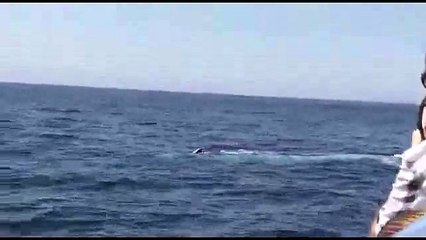 Blue whale impersonates