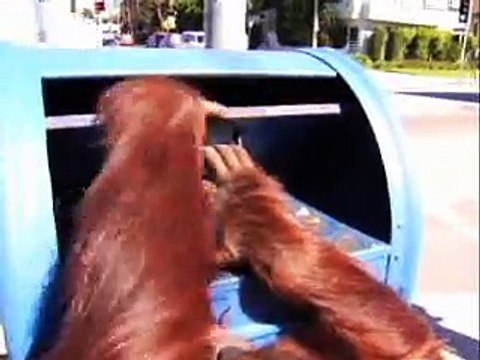 Levi's 501 - Live unbuttoned - Singe