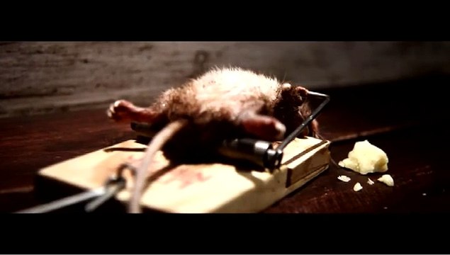 Nolan's Cheddar (fausse publicité) - fromage - janvier 2010 - Mousetrap