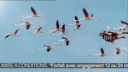 NRJ Mobile - forfait téléphonique "Ultimate" - mars 2010 - "Flamands roses", avec mentions