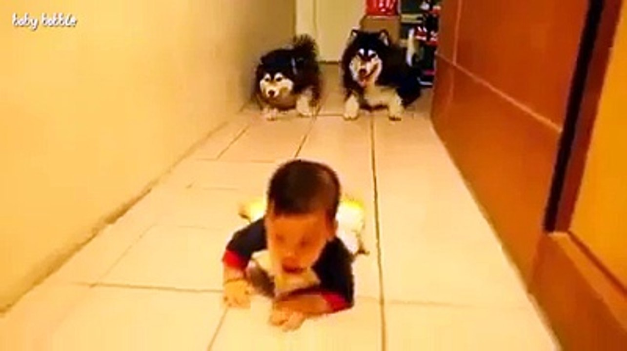 dog copy a babe must watch