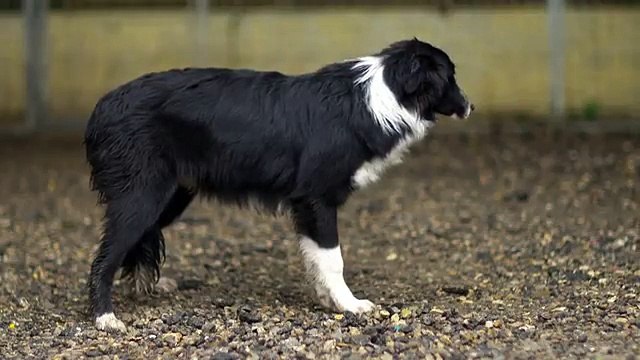 Optimus pour Fondation 30 millions d'amis - protection des animaux, «Non à l'abandon, oui à la fidélité» - juin 2014