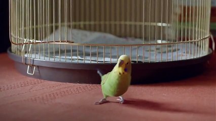 Leo Burnett Londres pour Channel 4, Freeview - chaîne de télévision, "Cat and budgie" - février 2014