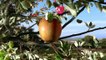 Pink Lady - pommes, "Tellement plus qu'une pomme" - octobre 2011 - "Verger", 20s