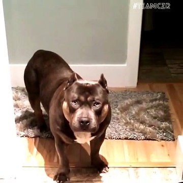 Dog Owner Trains Pit Bull to Say “Yes” and “No”