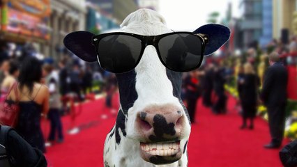 MSD Santé Animale - produits vétérinaires, "Studio bovine" - avril 2012