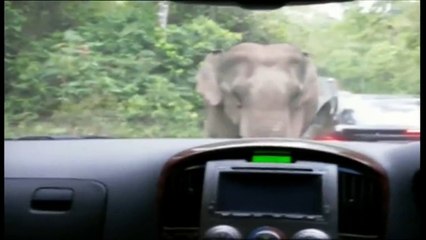 Elephant Goes On a Rampage In Thai National Park - Adnan Ali Abbas