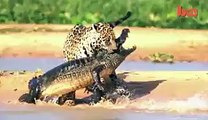 Jaguar Attacks Caiman Crocodile - Adnan Ali Abbas