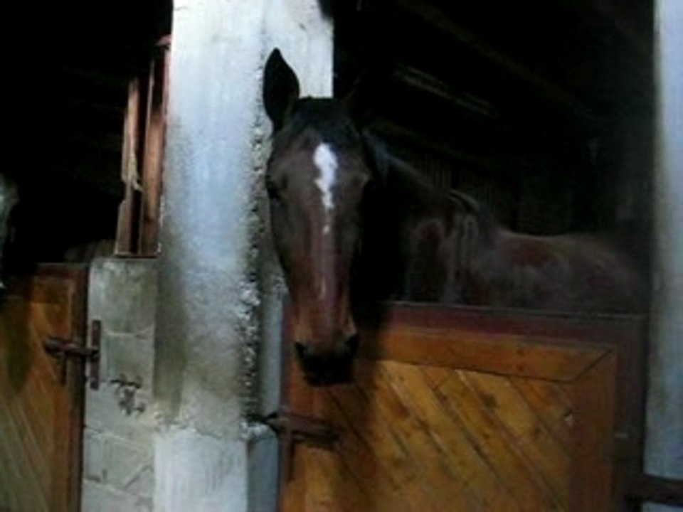 Calina