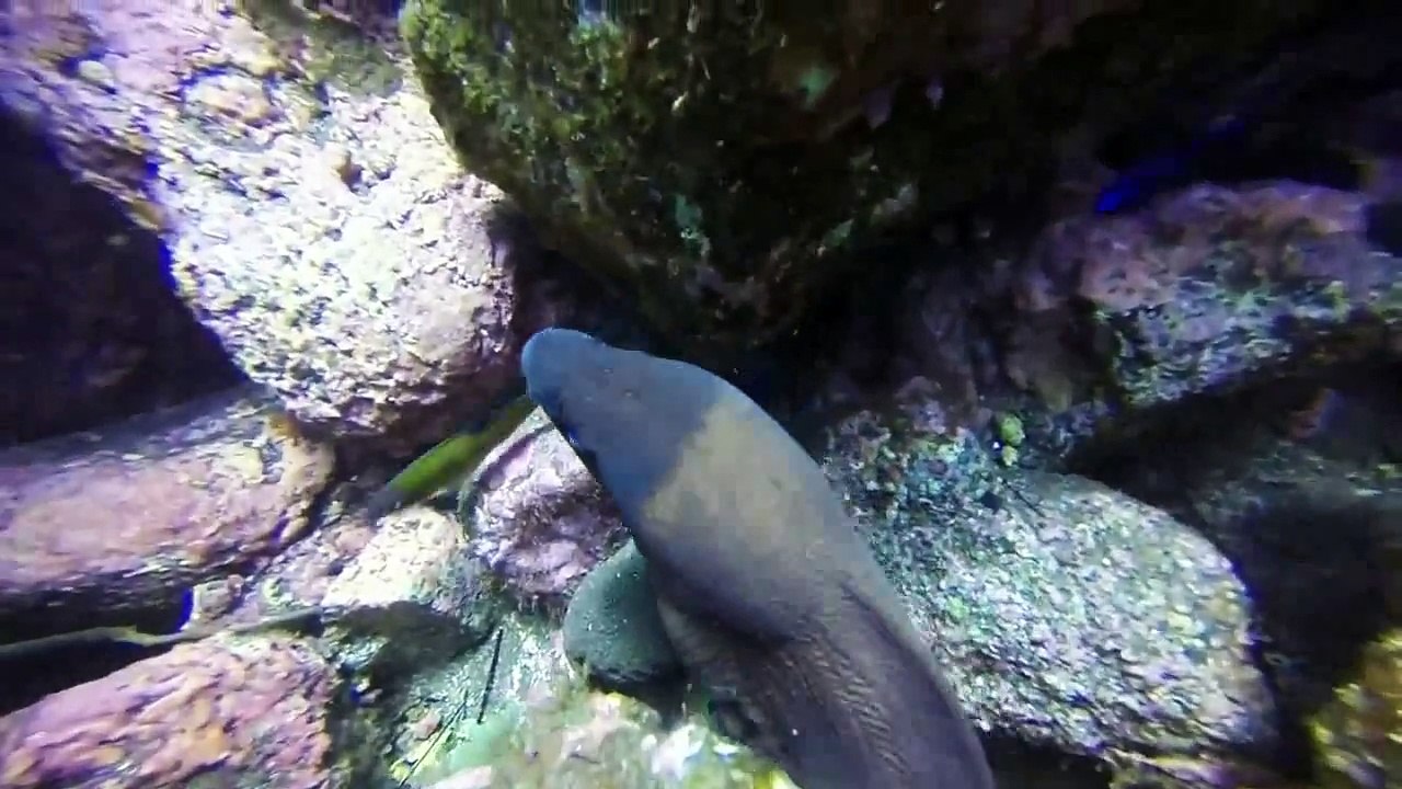 Scuba Madeira