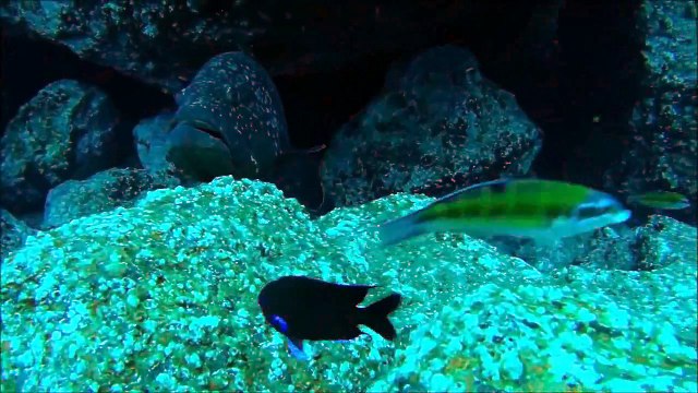 Diving and snorkeling with Scuba Madeira