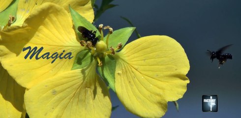MAGIA