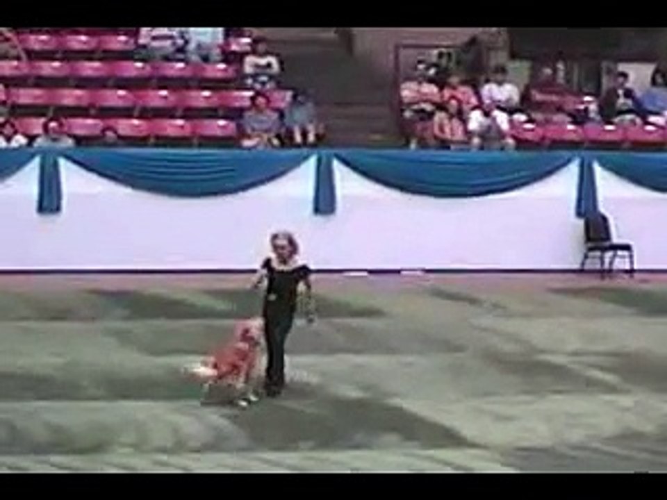 Chien Danseur