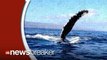Amazing Video Shows Humpback Whale Bumping into Boat, Swimming Right Underneath