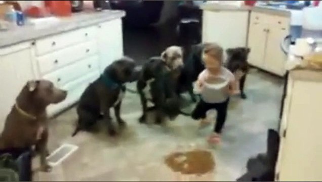 Une fille de 4 ans nourrit 6 pitbulls