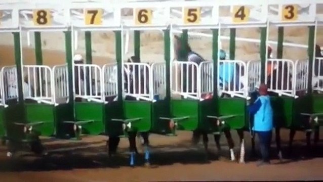 Un cheval de course avec des œillères panique et court droit devant lui