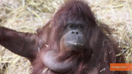 Wild-Born Orangutan Teaches Herself to 'Talk' Like A Human