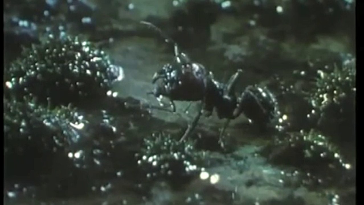 Bande-annonce : Microcosmos - Vidéo Dailymotion